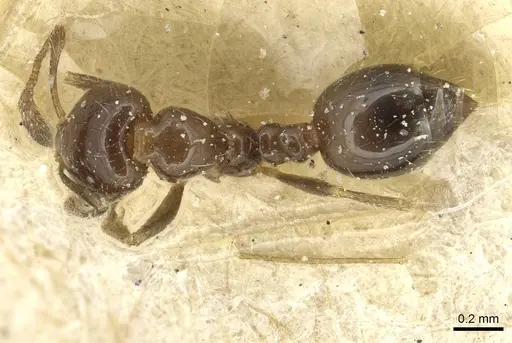Monomorium fieldi specimen CASENT0913861 image casent0913861_1