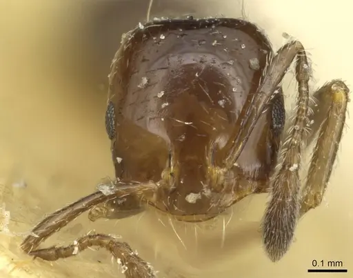 Monomorium fieldi specimen CASENT0913861 image casent0913861_2