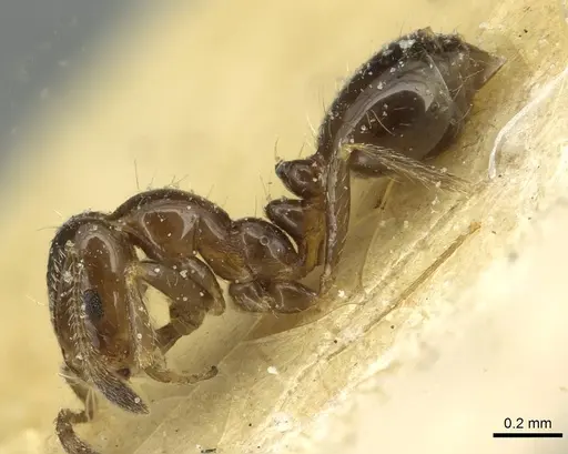 Monomorium fieldi specimen CASENT0913861 image casent0913861_3