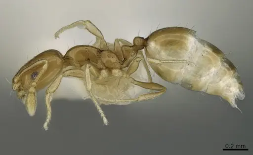 Monomorium fieldi specimen CASENT0923614 image casent0923614_1