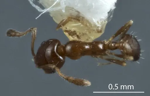 Monomorium fieldi specimen JDM32-003579 image jdm32-003579_1