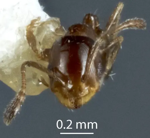 Monomorium fieldi specimen JDM32-003579 image jdm32-003579_2