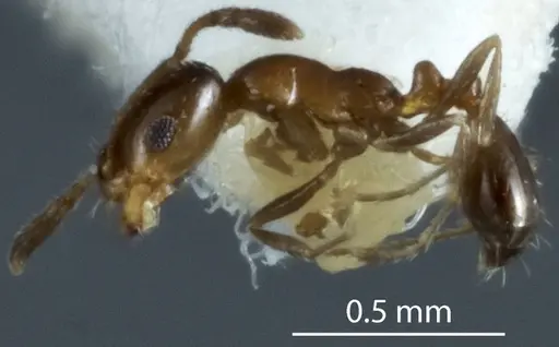 Monomorium fieldi specimen JDM32-003579 image jdm32-003579_3