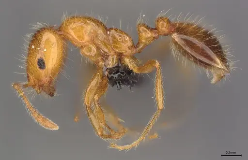 Monomorium firmum specimen CASENT0066961 image casent0066961_1