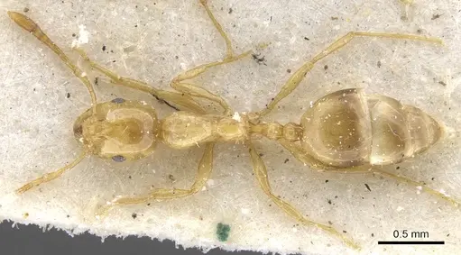 Monomorium firmum specimen CASENT0902234 image casent0902234_1
