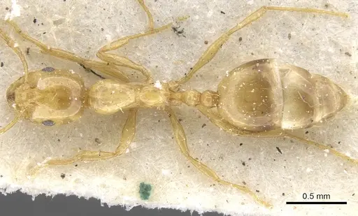 Monomorium firmum specimen CASENT0902234 image casent0902234_2