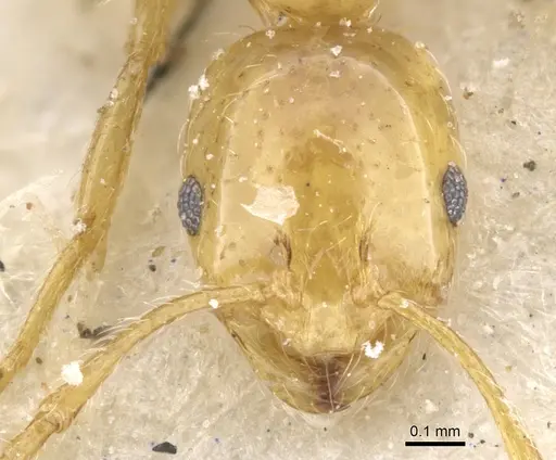 Monomorium firmum specimen CASENT0902234 image casent0902234_3