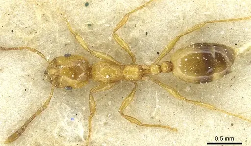 Monomorium firmum specimen CASENT0913583 image casent0913583_1