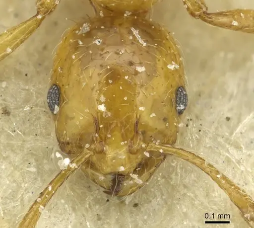 Monomorium firmum specimen CASENT0913583 image casent0913583_2