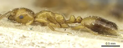 Monomorium firmum specimen CASENT0913583 image casent0913583_3