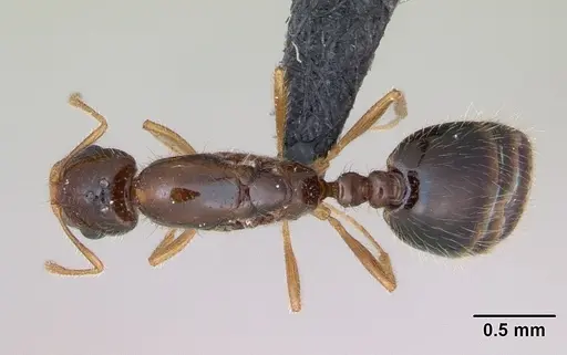 Monomorium flavimembra specimen CASENT0041582 image casent0041582_1