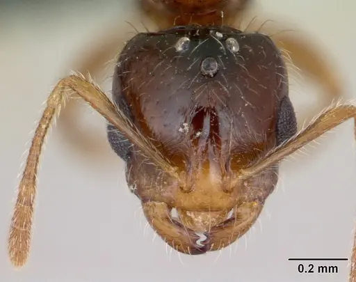 Monomorium flavimembra specimen CASENT0041582 image casent0041582_2