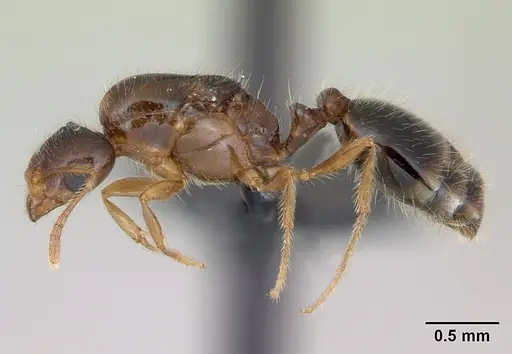 Monomorium flavimembra specimen CASENT0041582 image casent0041582_3