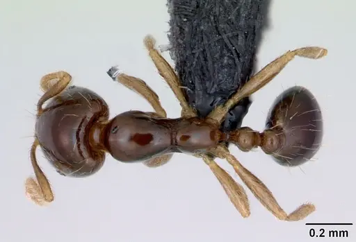 Monomorium flavimembra specimen CASENT0041614 image casent0041614_1