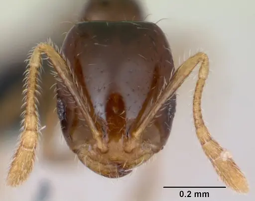 Monomorium flavimembra specimen CASENT0041614 image casent0041614_2