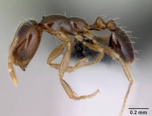 Monomorium flavimembra specimen CASENT0041614 image casent0041614_3