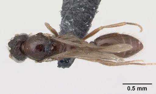 Monomorium flavimembra specimen CASENT0178896 image casent0178896_1