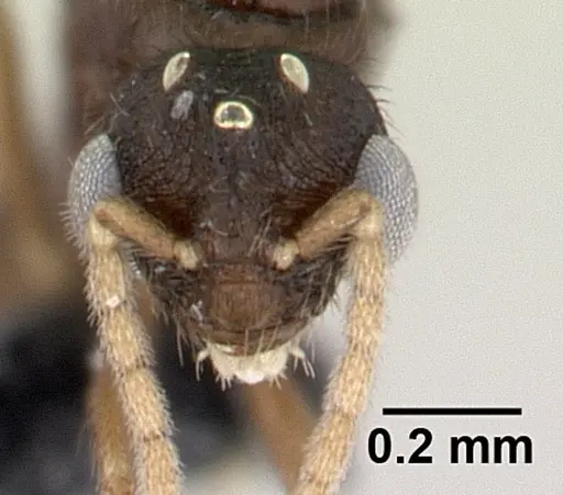 Monomorium flavimembra specimen CASENT0178896 image casent0178896_2