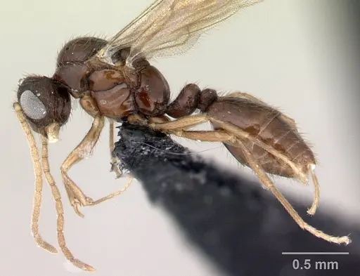 Monomorium flavimembra specimen CASENT0178896 image casent0178896_3