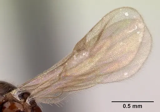 Monomorium flavimembra specimen CASENT0178896 image casent0178896_4