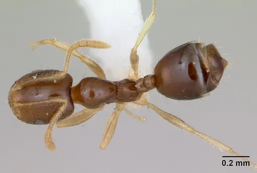 Monomorium flavimembra specimen CASENT0401520 image casent0401520_1