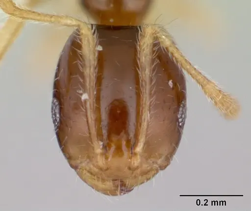 Monomorium flavimembra specimen CASENT0401520 image casent0401520_2