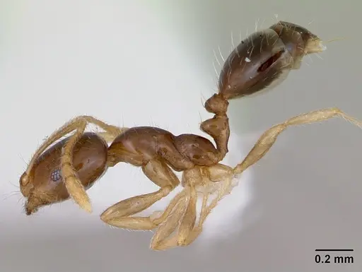 Monomorium flavimembra specimen CASENT0401520 image casent0401520_3