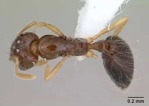 Monomorium flavimembra specimen CASENT0416057 image casent0416057_1