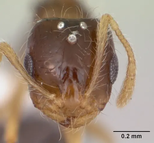 Monomorium flavimembra specimen CASENT0416057 image casent0416057_2