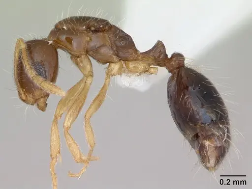 Monomorium flavimembra specimen CASENT0416057 image casent0416057_3