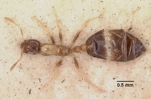 Monomorium floricola specimen CASENT0010942 image casent0010942_1