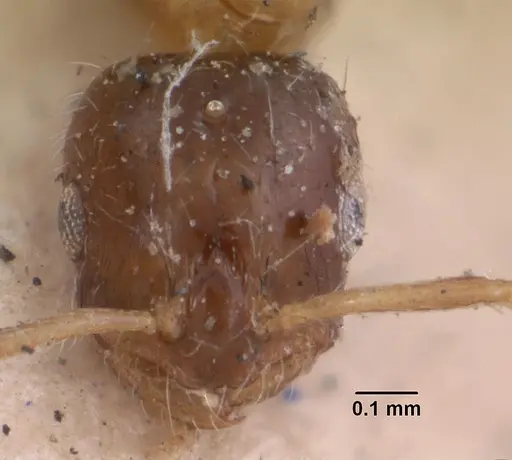 Monomorium floricola specimen CASENT0010942 image casent0010942_2