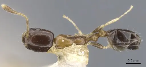 Monomorium floricola specimen CASENT0010954 image casent0010954_1