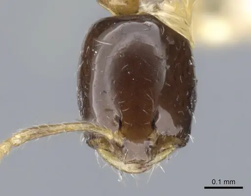 Monomorium floricola specimen CASENT0010954 image casent0010954_2