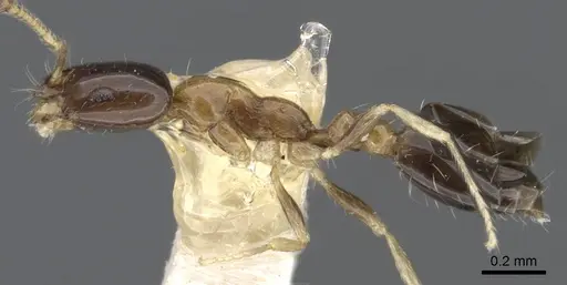 Monomorium floricola specimen CASENT0010954 image casent0010954_3