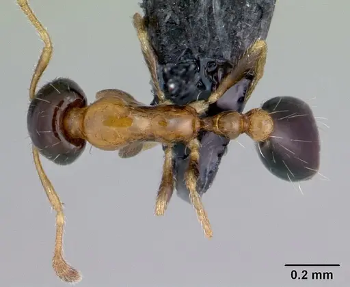Monomorium floricola specimen CASENT0053986 image casent0053986_1