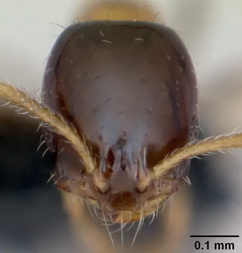 Monomorium floricola specimen CASENT0053986 image casent0053986_2