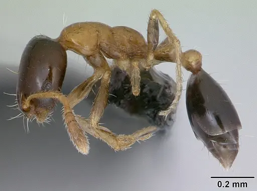Monomorium floricola specimen CASENT0053986 image casent0053986_3
