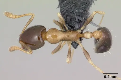 Monomorium floricola specimen CASENT0060702 image casent0060702_1