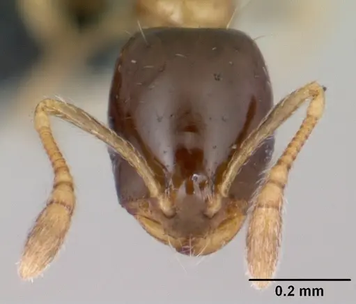 Monomorium floricola specimen CASENT0060702 image casent0060702_2