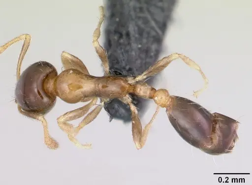 Monomorium floricola specimen CASENT0064821 image casent0064821_1