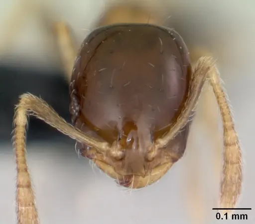 Monomorium floricola specimen CASENT0064821 image casent0064821_2