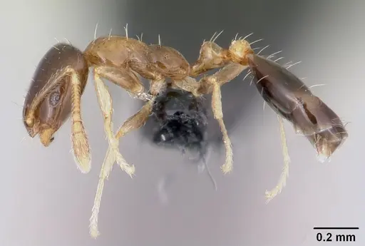 Monomorium floricola specimen CASENT0064821 image casent0064821_3