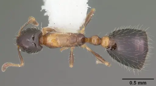 Monomorium floricola specimen CASENT0104088 image casent0104088_1