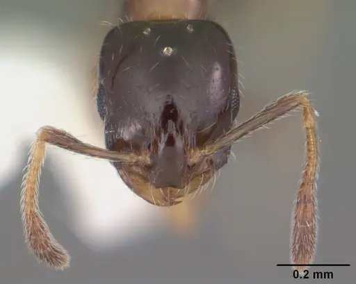 Monomorium floricola specimen CASENT0104088 image casent0104088_2