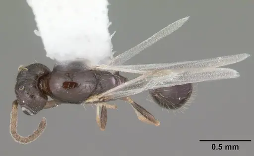 Monomorium floricola specimen CASENT0104089 image casent0104089_1