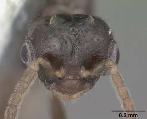 Monomorium floricola specimen CASENT0104089 image casent0104089_2