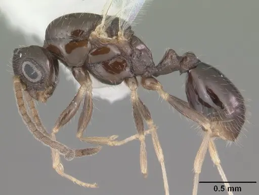 Monomorium floricola specimen CASENT0104089 image casent0104089_3