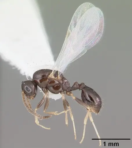 Monomorium floricola specimen CASENT0104089 image casent0104089_4