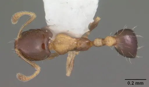 Monomorium floricola specimen CASENT0104090 image casent0104090_1